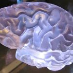 Cognitive Science Psycholinguistic Area of Brain: 7 Proven Ways to Avoid Costly Misconceptions